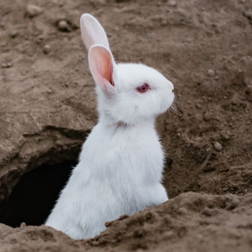 Rabbit emerging from hole