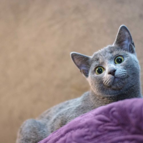 Grey cat on purple cushion
